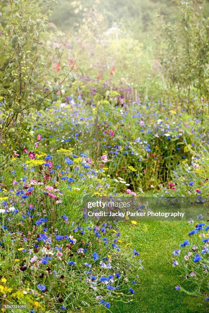 Wildflowers in and English cottage garden with a grass path, in the soft summer sunshine