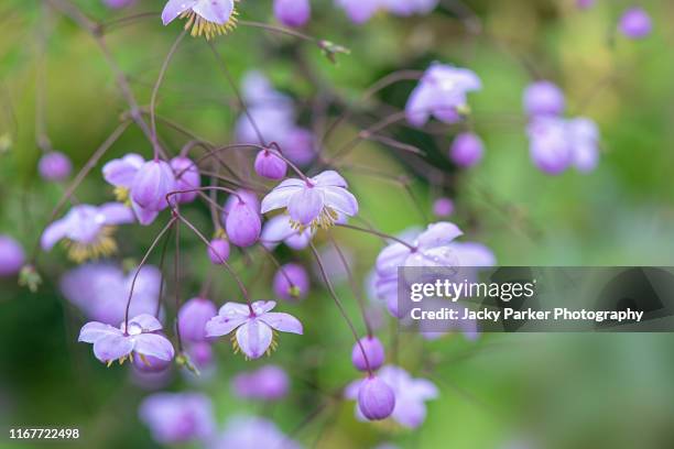 close-up image of the beautiful summer flowering purple flowers of thalictrum delavayi chinese meadow rue - thalictrum delavayi stock pictures, royalty-free photos & images