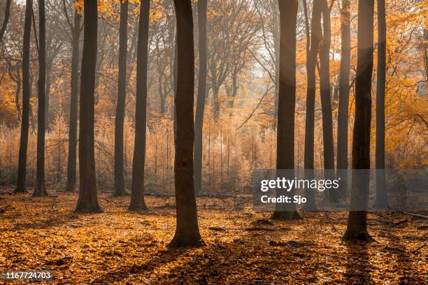 solig skog under en vacker dimmig höst dag med bruna gyllene blad - tallskogsland bildbanksfoton och bilder