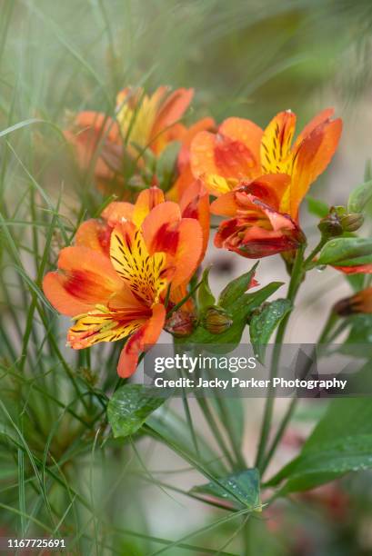 close-up image of the beautiful, vibrant orange flowers of the alstroemeria, commonly called the peruvian lily or lily of the incas - alstromeria stock pictures, royalty-free photos & images