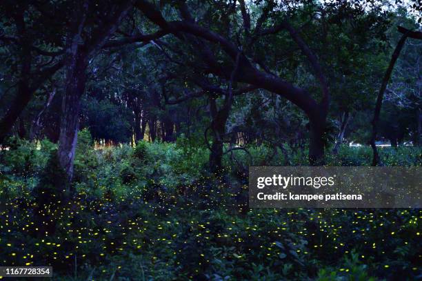 fireflies flying outdoors in the forest, prachinburi, thailand. - garden night photos et images de collection