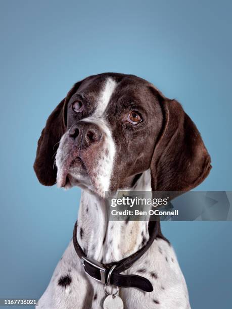 maud - pointer - pointer dog - fotografias e filmes do acervo