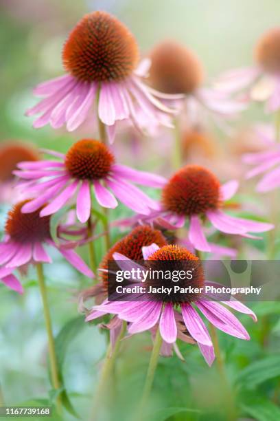 close-up image of the beautiful summer flowering pink echinacea purpurea flowers also known as coneflowers, in soft sunshine - equinácea fotografías e imágenes de stock