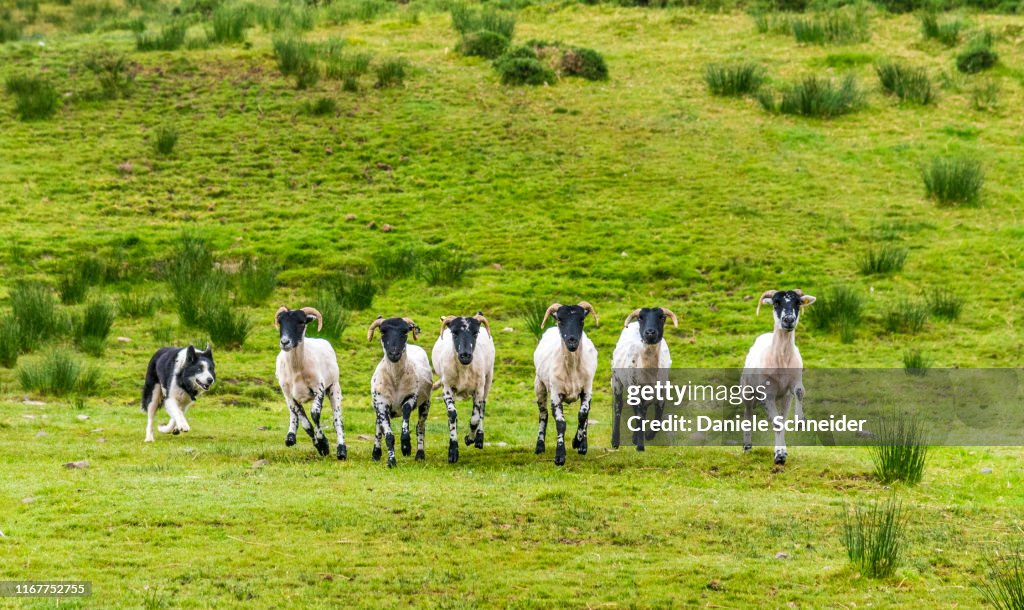 Republic of Ireland, County Kerry, Iveragh Paninsula, training of a herding dog (Border Collie), Suffolk sheeps