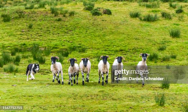 republic of ireland, county kerry, iveragh paninsula, training of a herding dog (border collie), suffolk sheeps - sheep ireland stock pictures, royalty-free photos & images