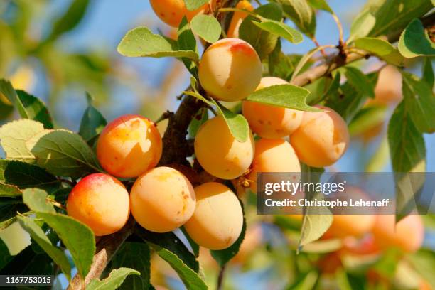 seine et marne. close-up of a cluster of mirabelle plums in the garden of an individual. - mirabelle plum stock pictures, royalty-free photos & images