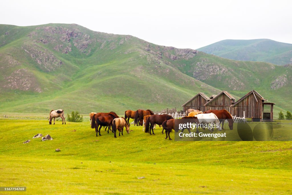 Mongolische Pferde im Orkhlon-Tal