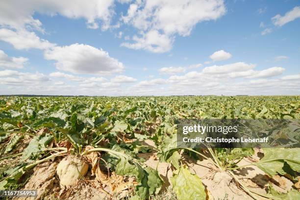 seine et marne. drought and lack of water (2018). sugar beet field. - suikerbiet stockfoto's en -beelden