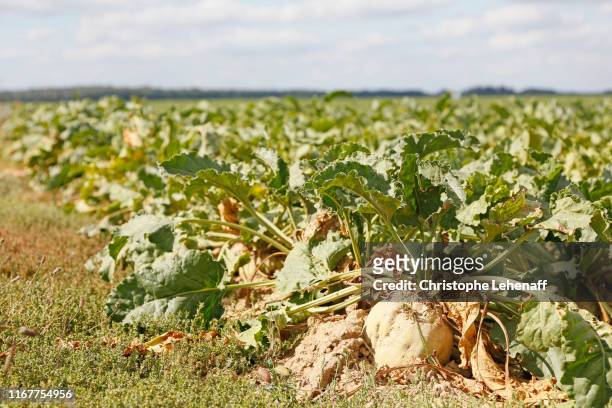seine et marne. drought and lack of water (2018). sugar beet field. - suikerbiet stockfoto's en -beelden