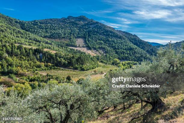 france, drome, the provencal baronnies regional natural park, century-old olive trees, vines, cherry, apricot trees - provence paysage photos et images de collection