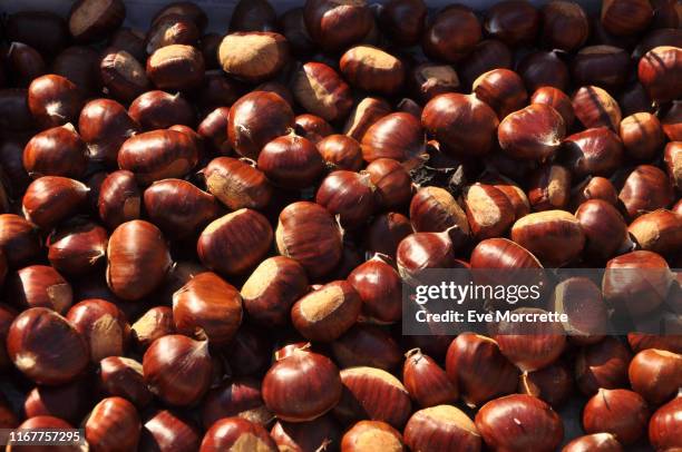 france, bretagne,taupont, autumn, october, organic chestnut harvest placed on a newspaper, - chestnut stock pictures, royalty-free photos & images