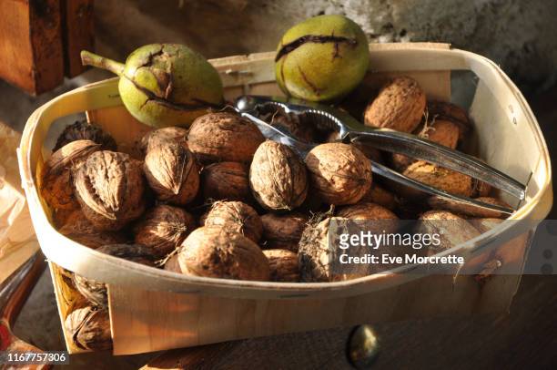 france, bretagne, taupont, organic nuts harvest with shells, two walnut stain, disposed in a little basket made of wood with a nut cracker in matel , in october in autumn - walnut farm stock pictures, royalty-free photos & images