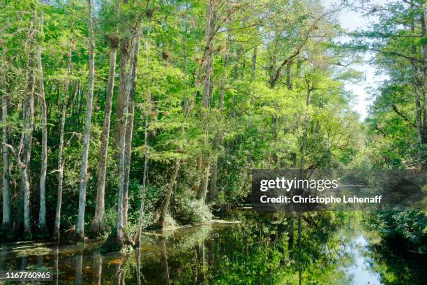 usa. florida. big cypress national preserve. the loop road. view of the marshes and the forest. - big cypress swamp national preserve stock pictures, royalty-free photos & images