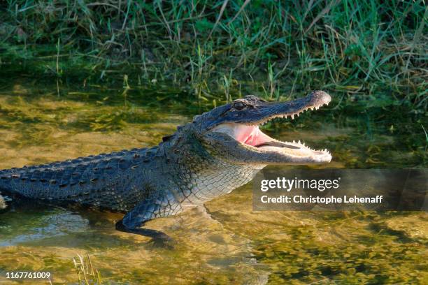 usa. florida. big cypress national preserve. alligator swallowing a fish. - everglades nationalpark stock-fotos und bilder