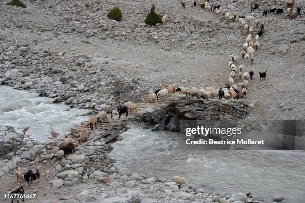 pakistan, gilgit baltistan area, asheep herd is crossing the shaigiri river at 3500m high - almabtrieb stock-fotos und bilder