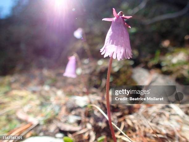 Austria Tirol Soldanel Flower Soldanella Alpina, Photo
