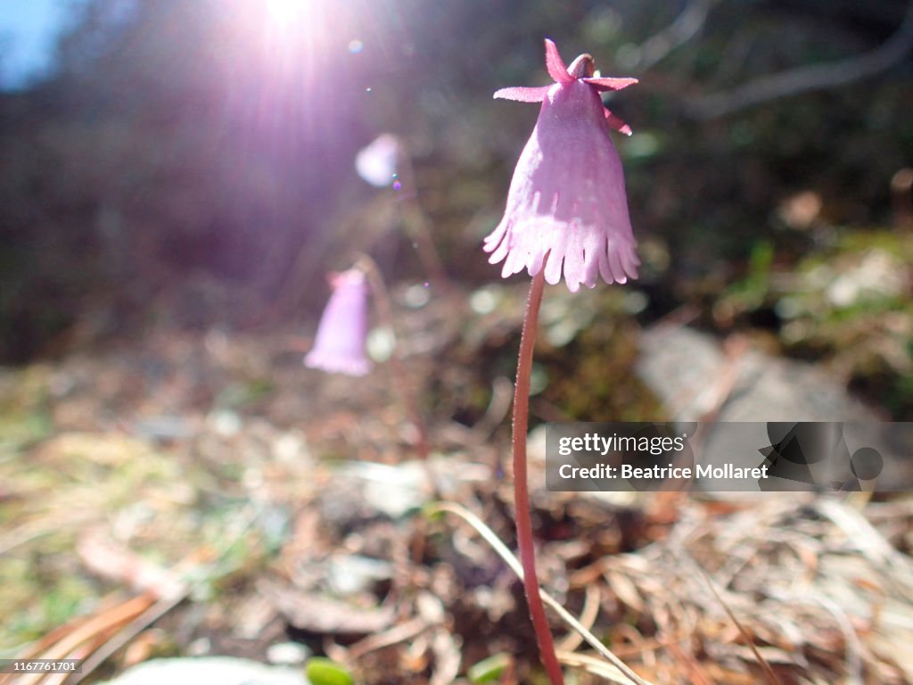 Austria, Tirol, Soldanel flower, Soldanella alpina