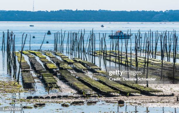 france, new aquitaine, arcachon bay, cap ferret, oyster farming at low tide - arcachon stock pictures, royalty-free photos & images