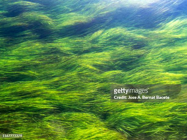 the bottom of a river with seaweed - lake bottom foto e immagini stock
