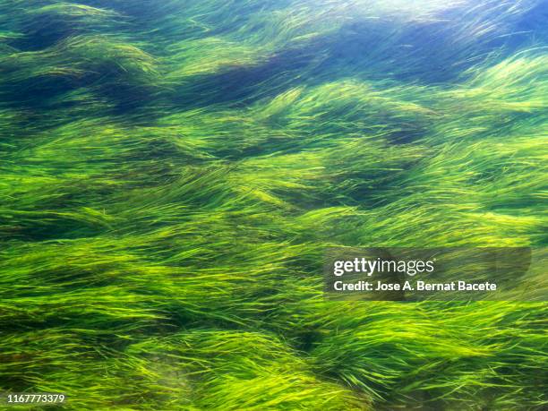 the bottom of a river with seaweed - rivier gras oever stockfoto's en -beelden