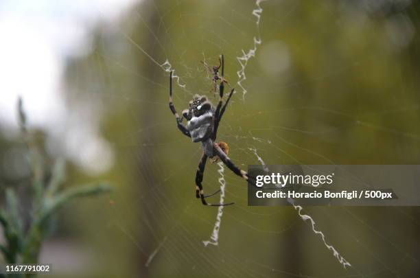 masked spider - bonfigli stock-fotos und bilder