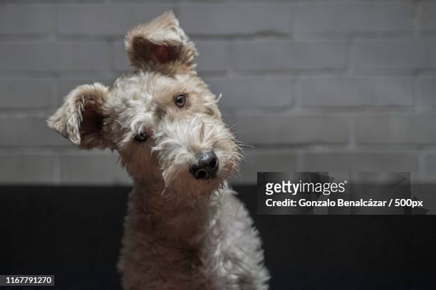 dog with head tilted - head cocked stock pictures, royalty-free photos & images