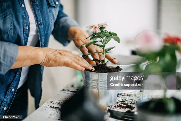 actieve senior vrouw genieten van planten - bloem plant stockfoto's en -beelden