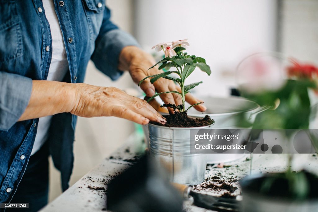 Active senior woman enjoying planting