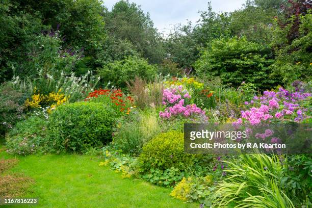 english country garden in august - phlox stock-fotos und bilder