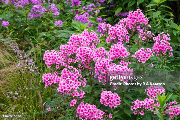 pink phlox in an english country garden in august - phlox stock-fotos und bilder