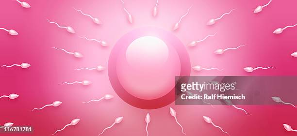 stockillustraties, clipart, cartoons en iconen met sperm swimming towards an ovum, directly above - human egg