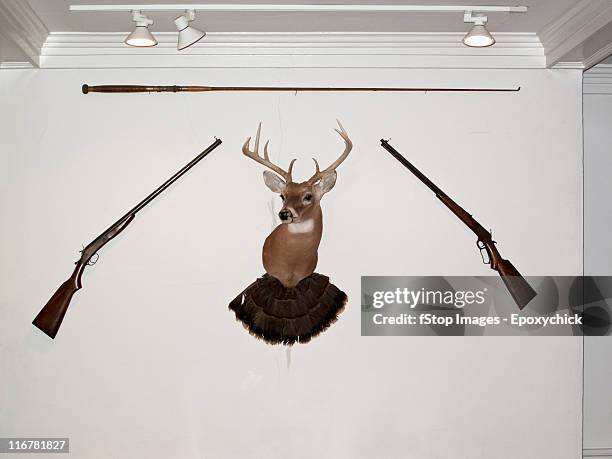 a hunting trophy in the middle of two old-fashioned rifles and a fishing rod - trophy wall stock pictures, royalty-free photos & images