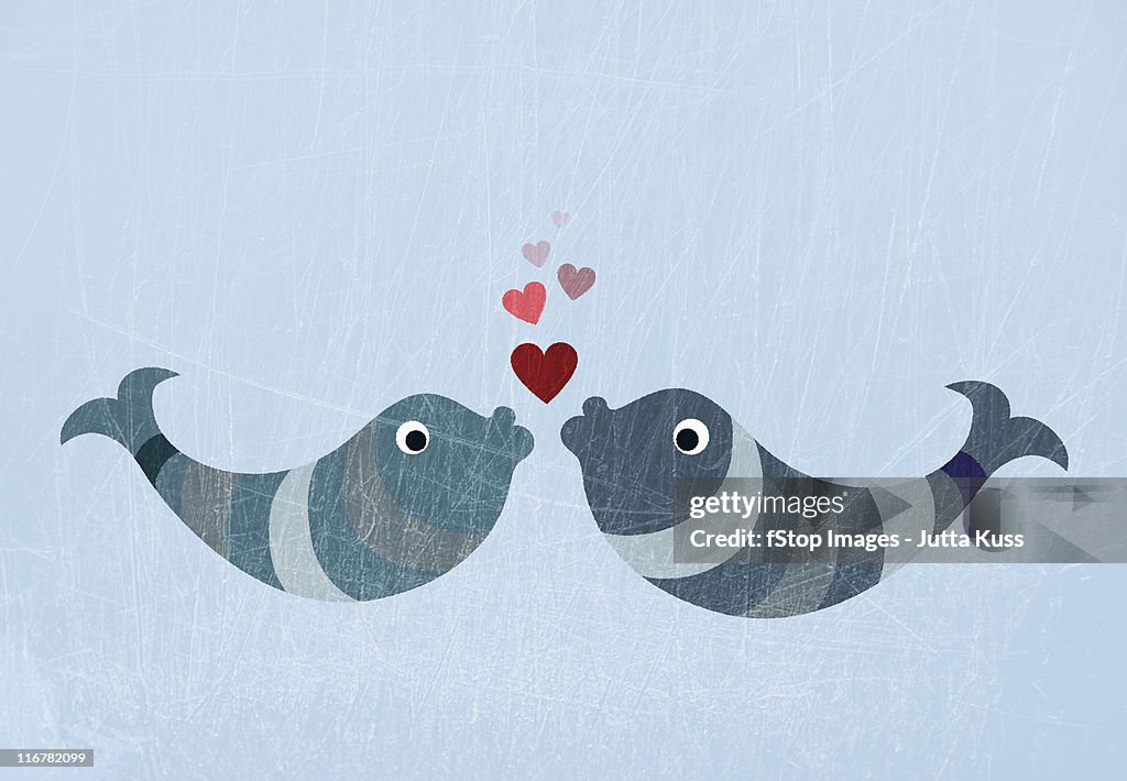 Two fish kissing