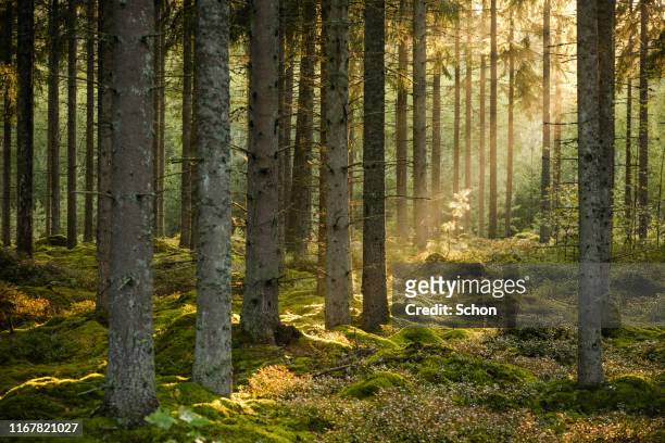 evening sun shining in spruce forest with a little pine in focus in the background in the summer - 空き地 ストックフォトと画像