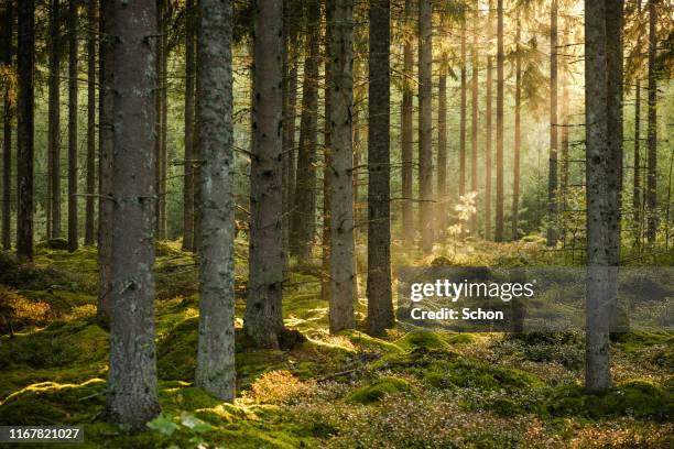 evening sun shining in spruce forest with a little pine in focus in the background in the summer - forest bildbanksfoton och bilder