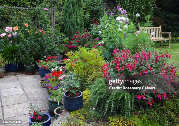 bright flowers in english garden with patio pots & flowerbeds. - fuchsia stock pictures, royalty-free photos & images