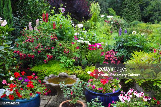 brightly coloured summer flowers in patio pots & flowerbed. - bright beautiful flowers 個照片及圖片檔