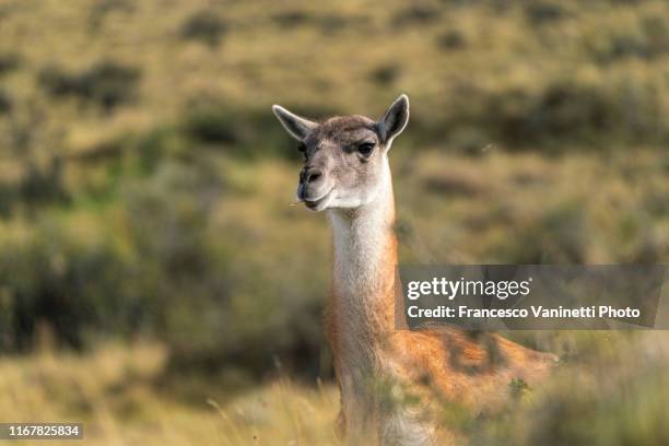 guanaco in torres del paine np, chile, patagonia - torres del paine nationalpark stock-fotos und bilder