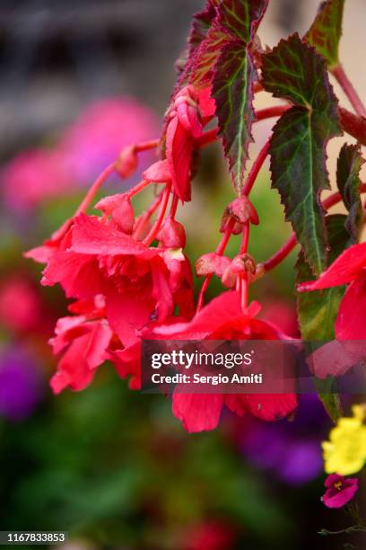 begonias - schiefblattgewächse stock-fotos und bilder