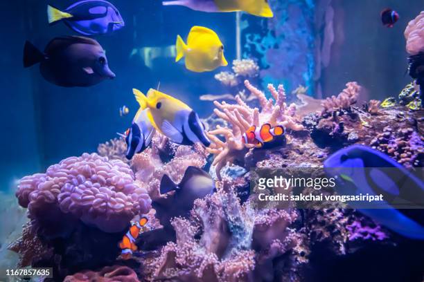 close-up of colorful tropical fishs in tank aquarium - aquarium stock pictures, royalty-free photos & images