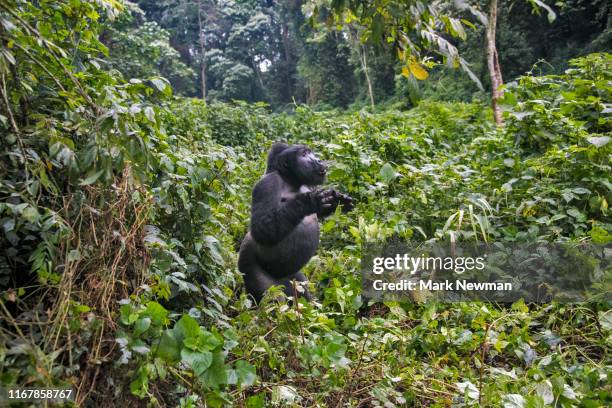 mountain gorilla in the wild - gorilla stock-fotos und bilder