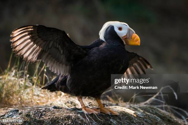 tufted puffin - tufted puffin stock pictures, royalty-free photos & images