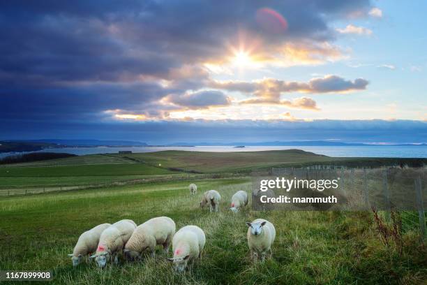 schafe in irland bei sonnenuntergang - causeway coastline, land antrim - giants causeway stock-fotos und bilder