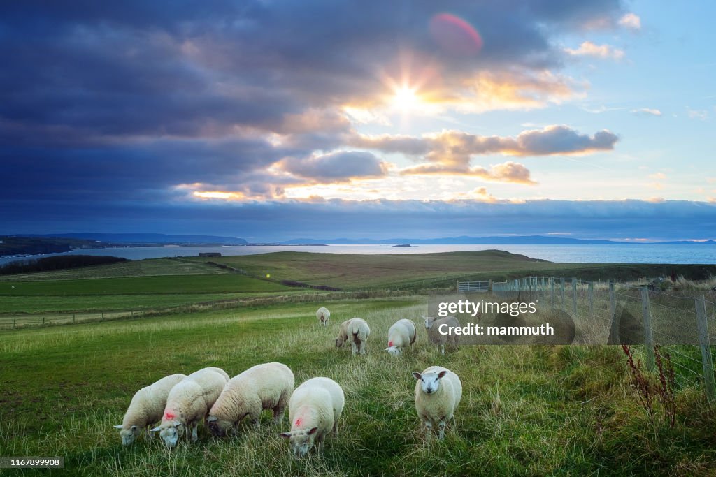 Sheeps in Ireland at sunset - Causeway Coastline, Country Antrim