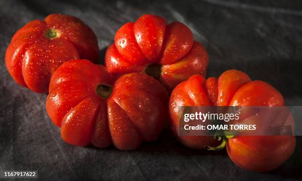 View of Tomato Kidney, a traditional Mexican variety threatened becasue its wrinkled appearance makes it unattractive to the consumer, in Mexico City...