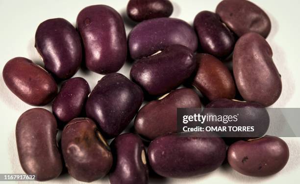 View of "Ayocote" beans, a variety threatened becasue it is grown in a very small area in Mexico, in Mexico City on September 1, 2019. - Chefs and...