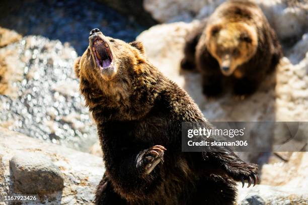 close up action of japanese brown bear roaring at winter times - bear stock pictures, royalty-free photos & images
