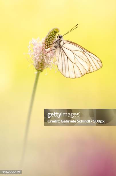 aporia crataegi - groot geaderd witje stockfoto's en -beelden