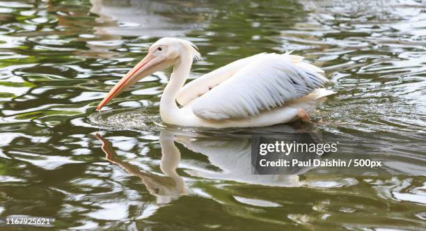 pelican - jurong bird park - fotografias e filmes do acervo