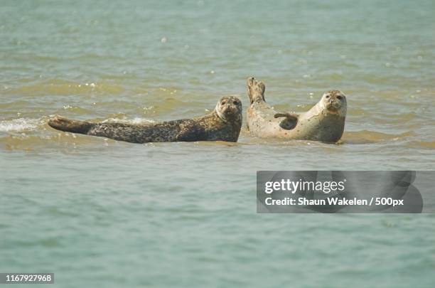 seal - kent-sudeste-da-inglaterra - fotografias e filmes do acervo
